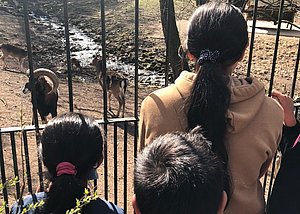 Tierparkbesuch Kinder vor einem Gehege
